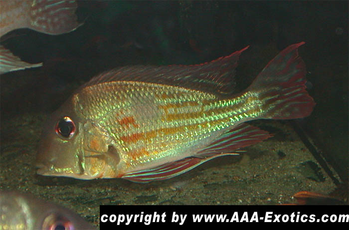 Geophagus proximus Rio Jari